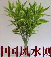 柳州十二生肖养什么植物最旺财运？你知道吗！